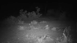 Djuma Private Game Reserve Live Stream