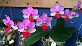 Faça sua Orquídea florir o ano todo plantando assim | Phalaenopsis liu's triprince (mini)