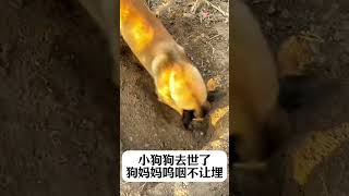 小狗狗去世了，狗妈妈哭着不让埋#dog #animals #dogrescue  #宠物生活