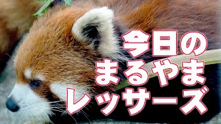 【レッサーパンダ】今日の円山レッサーズ　Red Pandas at Maruyama Zoo