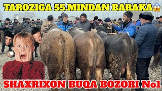 SHAXRIXON XOLDONBEK MOL BOZORI BUQA NARXLARI VOY DOD 55.MINDAN BARAKA 11.02.2025