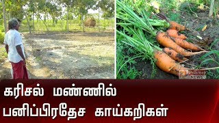 கரிசல் மண்ணில்  பனிப்பிரதேச காய்கறிகள் .... | Profitable Agriculture | Black Soil