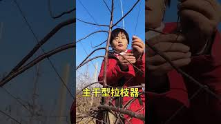 Fruit tree branch puller #KuaishouSannong #Branch pull method #Fruit tree branch puller