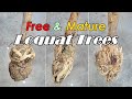 FREE Mature Loquat Trees Using Air Layering Techniques | How to Get Free Loquat Fruit Trees