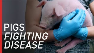 Fighting Rare Diseases with Genetically Modified Pigs