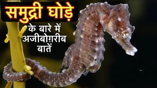 समुद्री घोड़े के बारे में 22 रोचक तथ्य || Interesting facts about Seahorse in Hindi