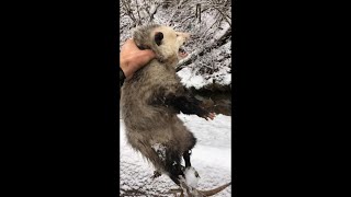 How To CATCH an Opossum BARE HANDED!