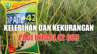 review padi inpari 42 gsr