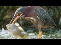 interesting facts about green heron by weird square