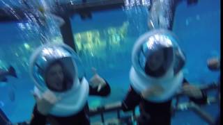 Shark Walker in the Dubai Aquarium and Underwater Zoo with Al Boom Diving