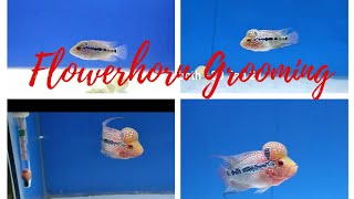 Step by Step Growth Progress of an imported Flowerhorn | Wish The Fish