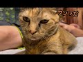 虐めで引きこもる猫の縄張りを守る メス猫のボス