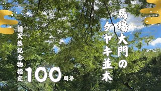 馬場大門のケヤキ並木 国天然物記念指定  100周年