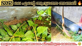 അണലിയുടെ സ്വഭാവം പെട്ടെന്ന് മാറിയത് കണ്ടോ.. മക്കളേ.. 🔥🤢 Most dangerous snakes in India 🔥🥹