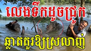 Lucky ឆ្លាតគួរឱ្យស្រលាញ់ ចូលចិត្តលេងទឹកដូចជ្រូក