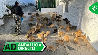 Andalucía Directo | La aldea granadina en la que viven más gatos que vecinos