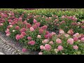 Zinfin Doll Hydrangea | Garden Crossings