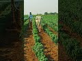 morning time with ongole bulls witness their fascinating routine