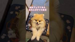 お散歩と聞いてワクワクしてたのに... #shorts #ポメラニアン #犬