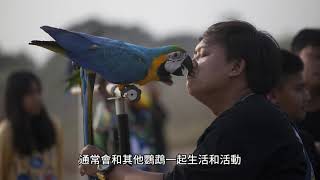 為什麼鸚鵡會說人話? Why do parrots speak like humans? 为什么鹦鹉会说人话 #鸚鵡 #鹦鹉 #Parrot #寵物 #PET #PETS- 寵物冷知識 EP3