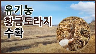 도라지수확 약도라지 도라지 유기농도라지 황금약도라지 안녕하세요 유기농tv