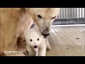 独動物園でホッキョクグマの赤ちゃん誕生