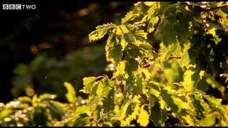 Cicadas - The Code - Episode 1 - BBC