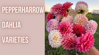 New DAHLIA Varieties We Created  | PepperHarrowFarm.com