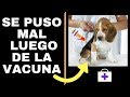 🛑EFECTOS SECUNDARIOS de la VACUNACION en los PERROS⏭Aprende  [ 3 ] Reacciones Secundarias Comunes✅