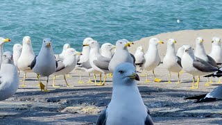 [TRAVEL D9 STORY] 인천 겨울바다 여행ㅣ월미도 공원, 연안부두ㅣ먼 바다로 나가는 배, 갈매기떼, 파도소리 ASMR과 힐링음악