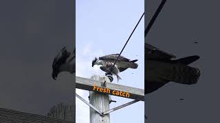 #osprey #bird # wildlife  #fish #birdwatching #nature Osprey with fresh catches