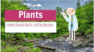 mechanism ethylene