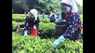 2022年5月25日放送　1200年がルーツのお茶で茶摘み体験「こだかみ茶」