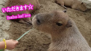 癒しのカタマリ　(カピバラ劇場)　Ease　Capybara　and people