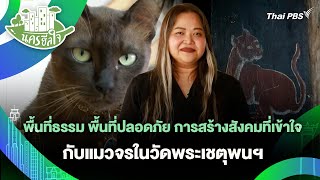 พื้นที่ธรรม พื้นที่ปลอดภัย การสร้างสังคมที่เข้าใจกับแมวจรในวัดพระเชตุพนฯ | นครฮีลใจ