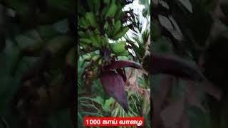 ஆயிரம் காய் வாழை.... 1000 thousand nos banana tree in village...