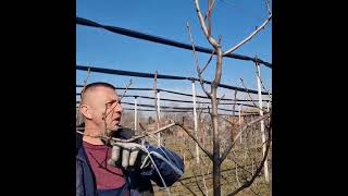 Kako se orezuje kruška viljamovka? #pruning #agriculture #machine #agro #pear