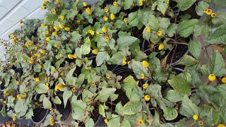 Acmella Spilanthes (Bullseye Toothache Plant) Review.