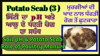 Soil pH and potato Scab correlation (ਮਿੱਟੀ ਦੇ ਖਾਰੇ ਅੰਗ ਅਤੇ ਧਫੜੀ ਰੋਗ  ਅਾਪਸੀ ਸਬੰਧ) by Shergill Markhai