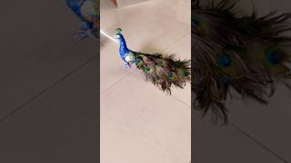 How to make Artificial realistic peacock at home ##viralshort #bestoutofwste #tiktokviral