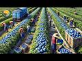 How US Farmers Harvest Millions of Tons of Crops from the 2024 Season | Farming documentary