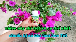 trước khi xả tàn cho hoa giấy bón phân gì