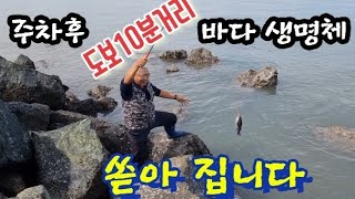 주차후 도보 10분거리 바다 생명체 쏟아지는 곳이 있다, 어디일까요?