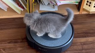 ロボット掃除機に立ち向かう子猫　サイベリアン