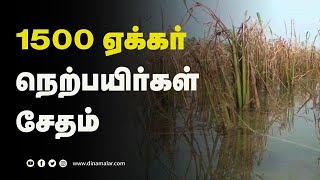 தண்ணீர் வடியாததால் கண்ணீர் வடிக்கும் விவசாயிகள் | Paddy crops Damage | Puducherry | Dinamalar |