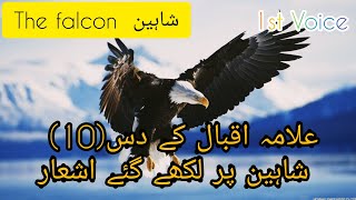 Allama Iqbal 10 best Shaheen poetry/shayari of two lines | The Falcon | Shaheen | First Voice