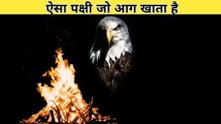 ऐसा पक्षी जो आग‌‌‌ खाता है। क्या है इसकी वास्तविकता। amazing facts about bird 🐦🕊️