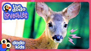 Rescued Deer Helps His Little Brother Be Brave | Dodo Kids | Loveables