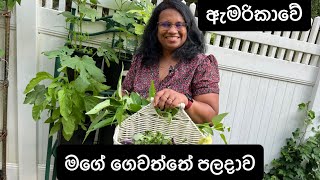 ඇමරිකාවේ මගේ ගෙවත්තේ පලදාව/ Harvesting Asian vegetables in my garden in New Jersey, USA