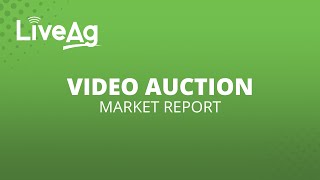 LiveAg Market Report: Nov. 08, 2024 Feeder Cattle Auction